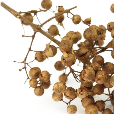 Staff Tree Benefits, Uses and  Herbal Goodness | Sri Herbal